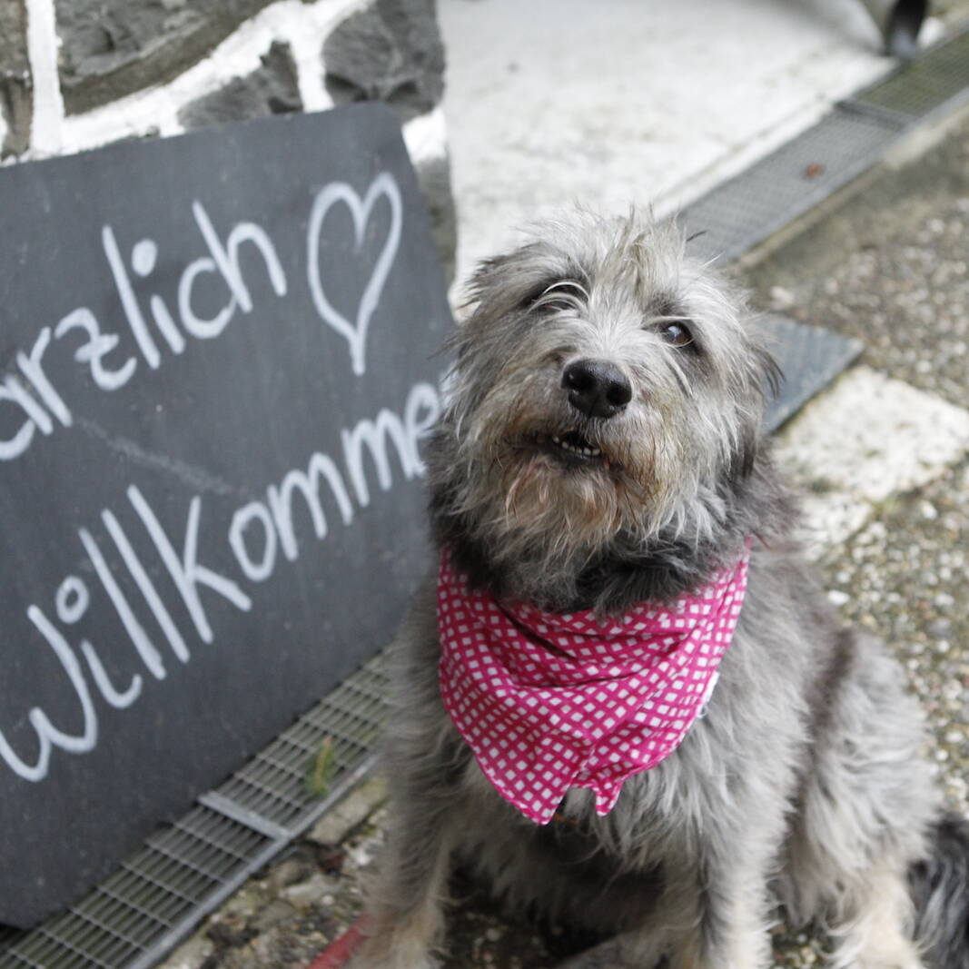 Hotel-mit-Hund-Harz